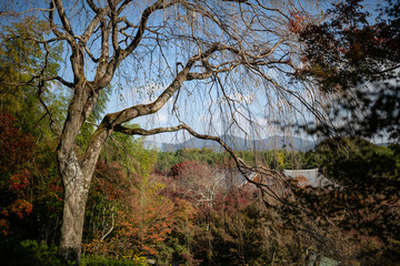 Autumn at Tenryu-ji temple, Kyoto, Japan