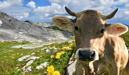 Glückliche Kuh in der Schweiz :) - 215598021