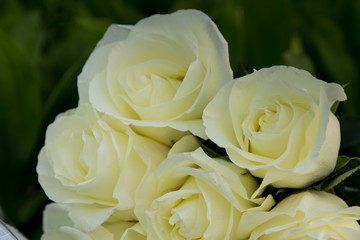 several white roses close-up on a green background