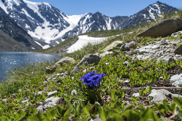 Lake in spring day. blue pulsatilla patens on the rocky coast of the lake