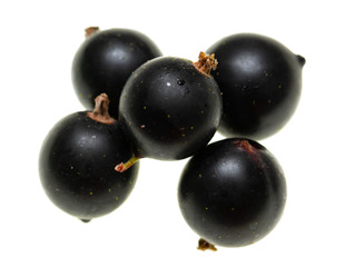 black currant on white background