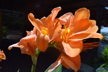 Bright Orange Exotic Flowers