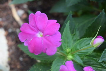 Pink Spring Flower