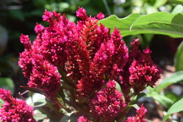 Vibrant Pink Plumes of Celosia
