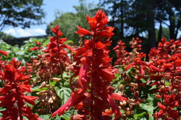 Vibrant Red Flower Stalks
