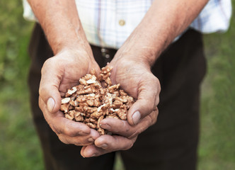 Old man holding a healthy walnuts in his hands.