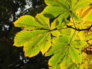 Blätter der Rosskastanie im Herbst