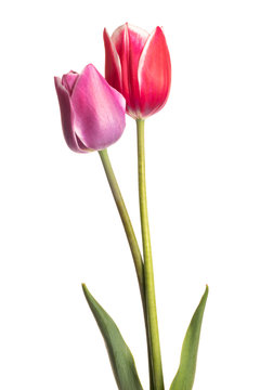 Pair of tulip flowers isolated on white background. Pink and lilac