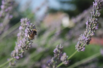 bumblebee on flowers