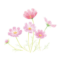 コスモス　水彩