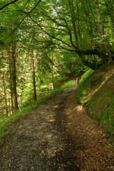 Way of santiago in the pirneos by valcarlos