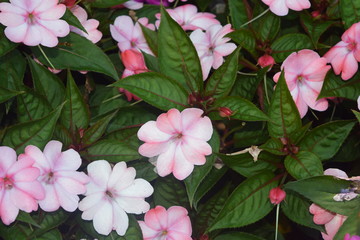 Pale Pink Flowers 