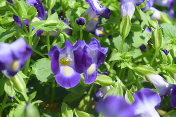 Vibrant Violet Flowers