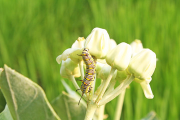 Yellow worm on white crown flower tree on green garden background