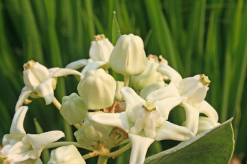 White crown flower blooming on green garden background
