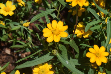 Golden Spring Flowers