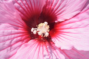 Rose of Sharon Hibiscus Center 2 