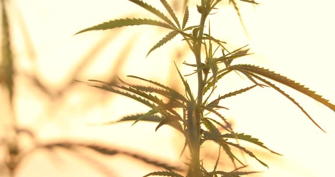 closeup shot of medical cannabis marijuana blooming. illegal narcotic weed growing on field under the sun. agriculture concept 4k