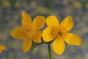 Marsh marigold, Caltha palustris, Kingcup.
