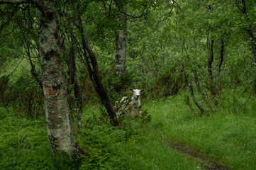 A sheep hiding in the green forest
