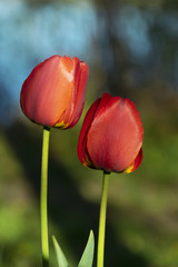  Beautiful red tulips in a spring garden, blurred background