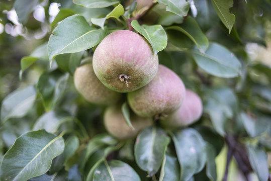many pears ripening