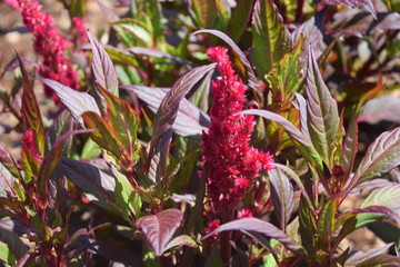 Exotic Vibrant Pink Plumes of Celosia