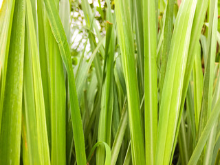 Lemongrass or Lapine or West Indian were planted on the ground. It is a shrub, its leaves are long and slender green
