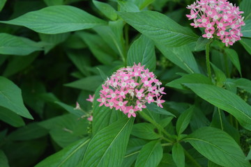 Cluster of Small Pink Flowers  