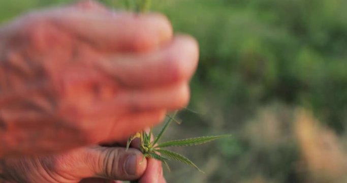 Farmer touching leaves and flowers, checking the quality of medicine cannabis marijuana. agriculture concept 4k