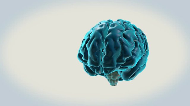 BRAIN-Brainstem on a white background
Human Brain Atlas