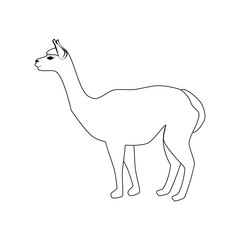 Vicuna animal illustration