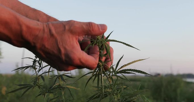 Farmer touching leaves and flowers, checking the quality of medicine cannabis marijuana. agriculture concept 4k