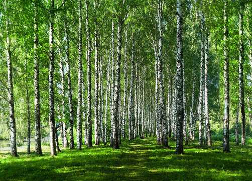 Alley of birches