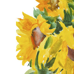 Sunflowers. Yellow flowers isolated on white background. Watercolor illustration.