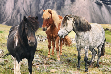 Naklejka na ściany i meble Iceland horse travel landscape - icelandic horses in nature.
