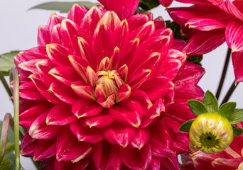 Red dahlia flower isolated on white background