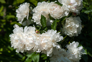 Fototapeta na wymiar White peonies with unblown buds in the garden. Blooming white peony against a background of blurry green leaves.