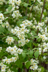 Fototapeta premium Beautiful blossoming branch of jasmine in garden