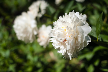 White peonies with unblown buds in the garden. Blooming white peony against a background of blurry green leaves.