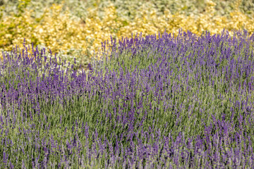 Obraz premium the flourishing lavender and oregano in the background