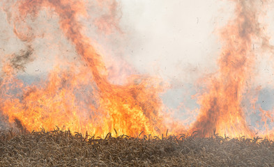 Feuer, brennendes Weizenfeld