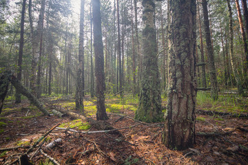 Fototapety na wymiar - Fototapeta24.pl