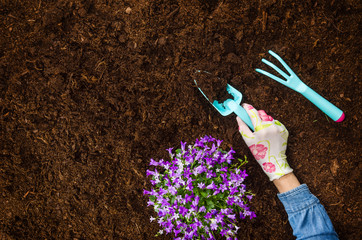 Woman hand planting a plant on a natural, soil backgroud. Camera from above, top view. Natural...