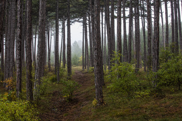 Fototapeta na wymiar dreamy forest on misty morning 