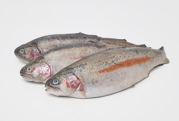Trout