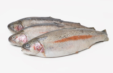 Trout