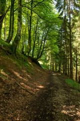 Way of santiago in the pirneos by valcarlos