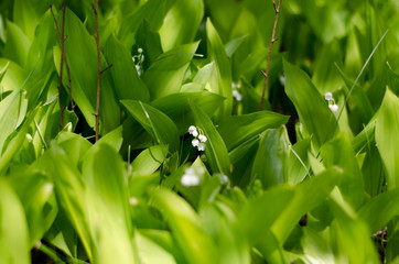 Lilies of the Valley