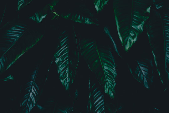 Dark botanical background tropical leaves, faded